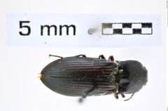 Foto (Dorsalansicht) von Selatosomus montanus (Brown, 1935) (NHMW-ZOO-COL-0008298)